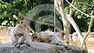 Grooming and scratching Barbary Macaques Family