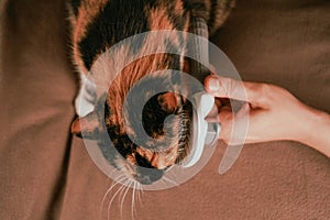 Grooming seems to evoke a mix of emotions in the feline. The calm yet uncertain calico cat sits as a grooming brush photo