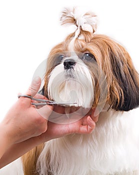 Grooming the Shih Tzu dog