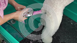 In a grooming studio, a female groomer washes off the remaining paint from a white dog's pink tail with water from