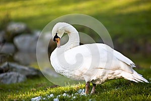 Grooming Swan photo