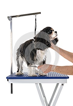 Grooming table and little dog