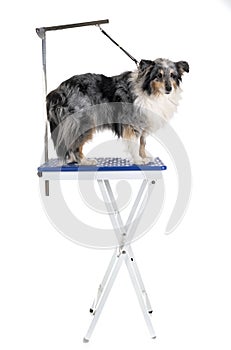 Grooming table and little dog