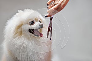 grooming a white pomeranian dog, trimming little pomeranian spitz