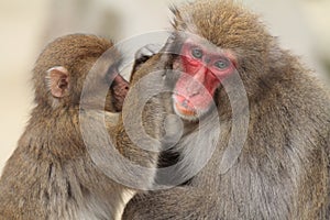 grooming wild Japanese monkeys in Beppu, Oita