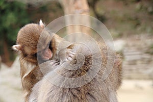grooming wild Japanese monkeys in Beppu, Oita