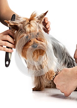 Grooming Yorkshire Terrier with a comb on white