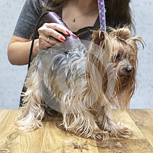 Grooming the yorkshire terrier in dog grooming salon.