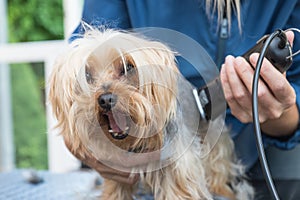 Grooming Yorkshire terrier. Dog has open mouth.