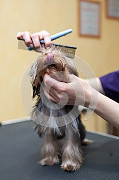 Grooming dog haircut