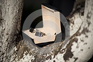 A grooms cufflinks rest in the nook of an olive tree, wedding de