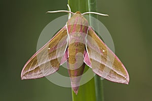 Groot avondrood, Elephant Hawk-moth, Deilephila elpenor