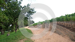 Groot Constantia vineyard plantation