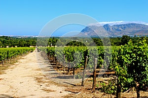 Groot constantia wine estate