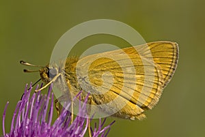 Groot dikkopje, Large Skipper, Ochlodes sylvanus