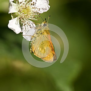 Groot dikkopje, Large Skipper, Ochlodes sylvanus
