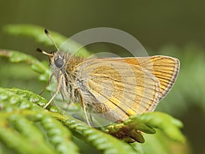 Groot dikkopje, Large Skipper, Ochlodes sylvanus