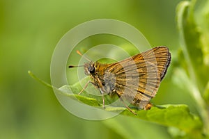 Groot dikkopje, Large Skipper, Ochlodes sylvanus