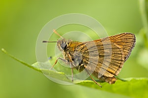 Groot dikkopje, Large Skipper, Ochlodes sylvanus