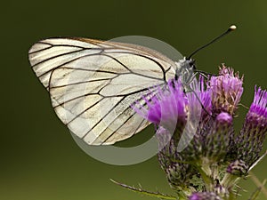 Groot Geaderd Witje, Black-veined White, Aporia crataegi