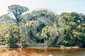 Groot River and large yellowwood trees