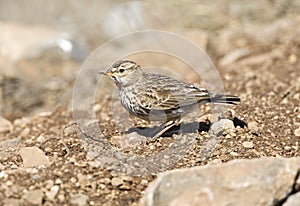 Grootsnavelleeuwerik, Large-billed Lark, Galerida magnirostris