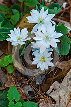 Grooup of Bloodroot Wildflowers