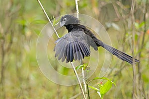 Groove-billed Ani