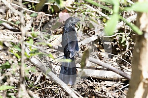 A groove billed ani bird, Crotophaga sulcirostris, on a branch in the woods of Mexico