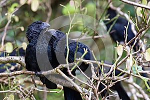 Groove-billed ani - Crotophaga sulcirostris