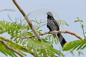 Groove-Billed Ani (Crotophaga sulcirostris