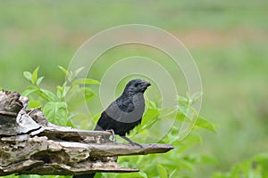 Groove-billed ani Crotophaga sulcirostris