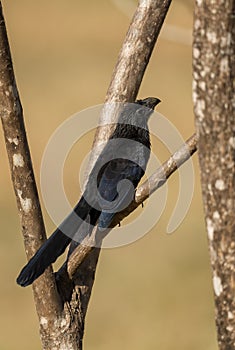 Groove-billed Ani - Crotophaga sulcirostris, special black cuckoo