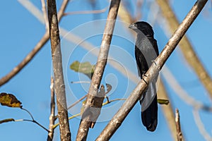 Groove-billed Ani - Crotophaga sulcirostris, special black cuckoo