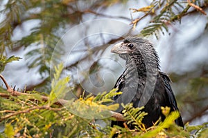 Groove billed ani perching in a tree