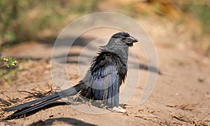 Groove billed ani sun tanning