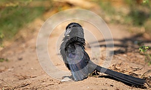 Groove billed ani sun tanning