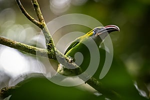 Groove billed Toucanet or Tucan pico de frasco perched on a branch