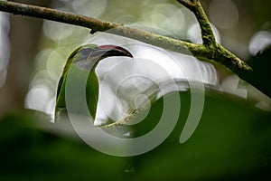 Groove billed Toucanet or Tucan pico de frasco perched on a branch