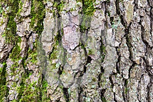 Grooved bark on mature trunk of alder tree