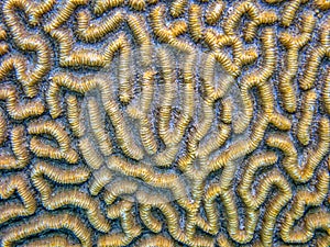 Grooved brain coral