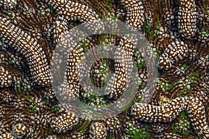 Grooved brain coral photo