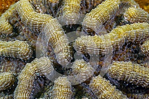 Grooved brain coral photo