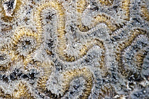 Grooved brain coral photo