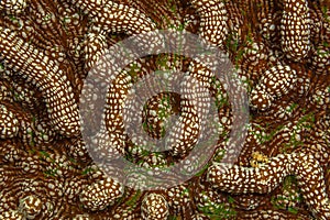 Grooved brain coral photo