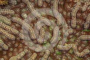 Grooved brain coral photo