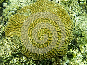 Grooved Brain Coral in Grenada, Eastern Caribbean.