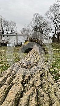 Fallen tree in the park