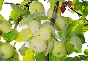 Grope of white apples on the branch