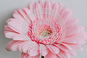 Gros plan d`une fleur de gerbera rose